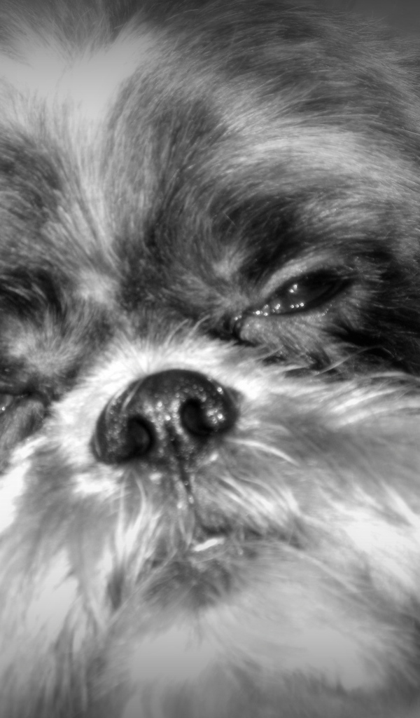 Строгий взгляд шитцу