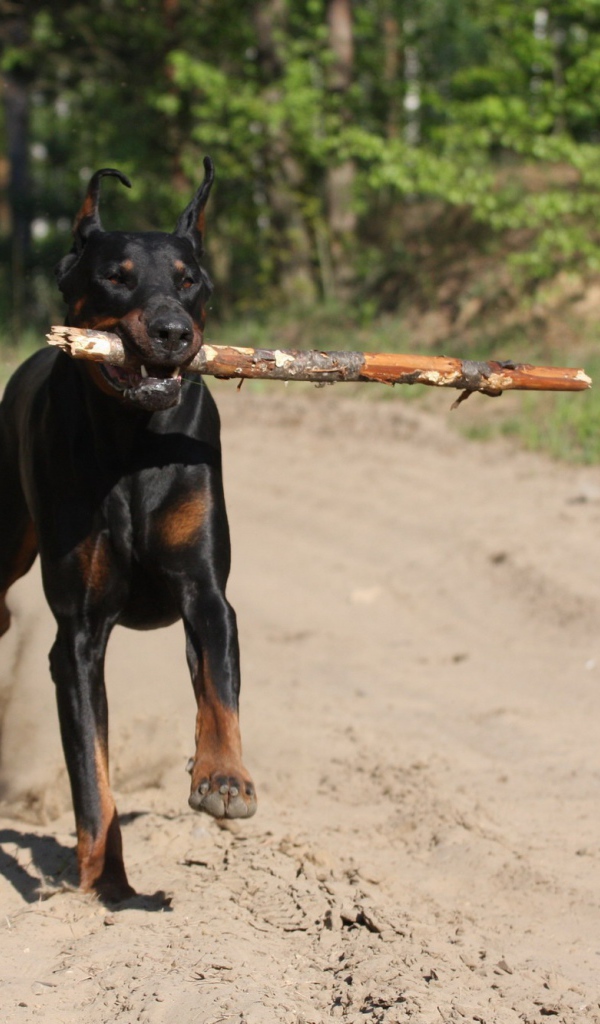 Палка в зубах добермана