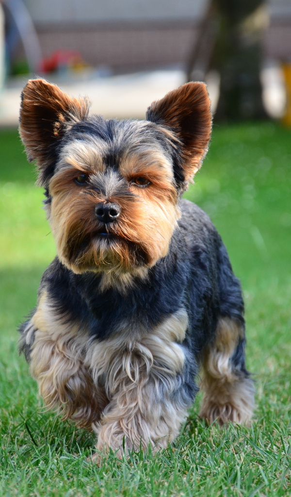 Строгий йоркширский терьер