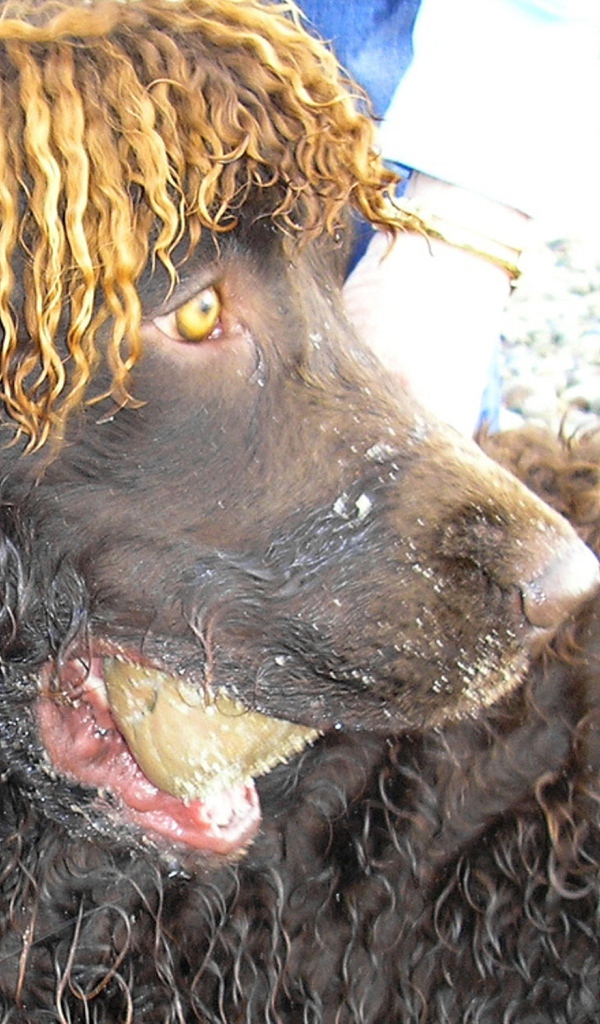 Удивленный ирландский водяной спаниель