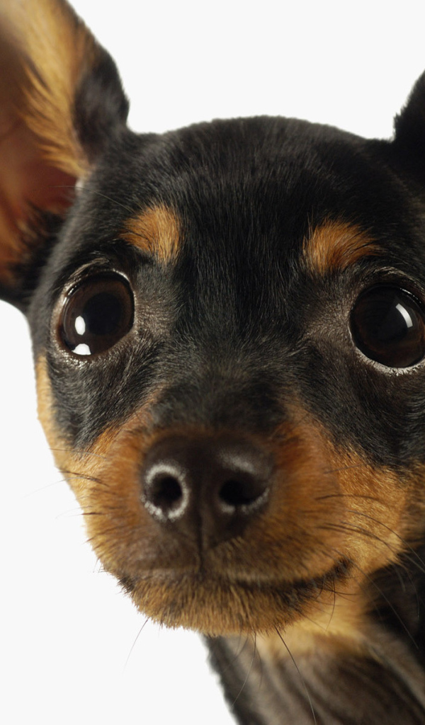 Sweetheart muzzle Chihuahua