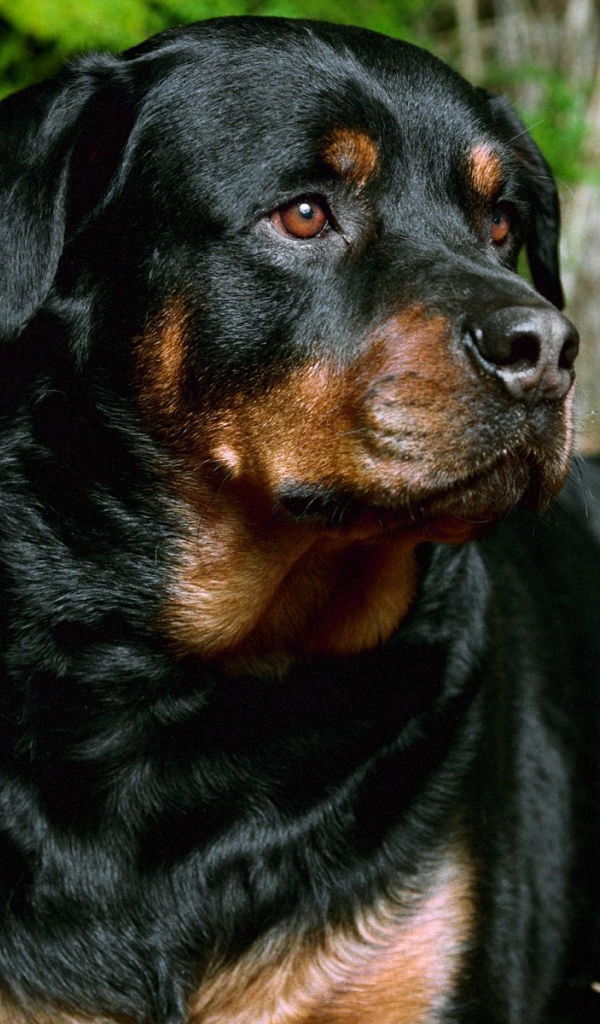 Милая мордашка ротвейлера