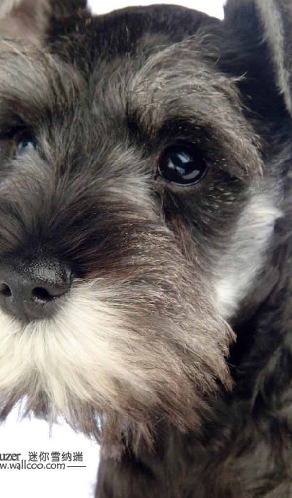 Милая мордочка шнауцера