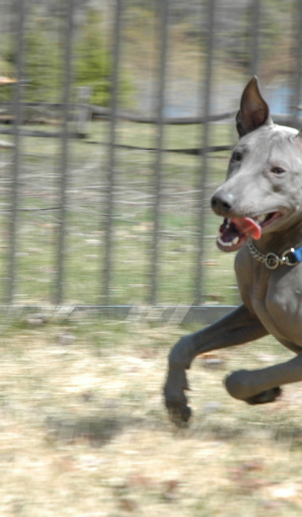 Стремительный тайский риджбек