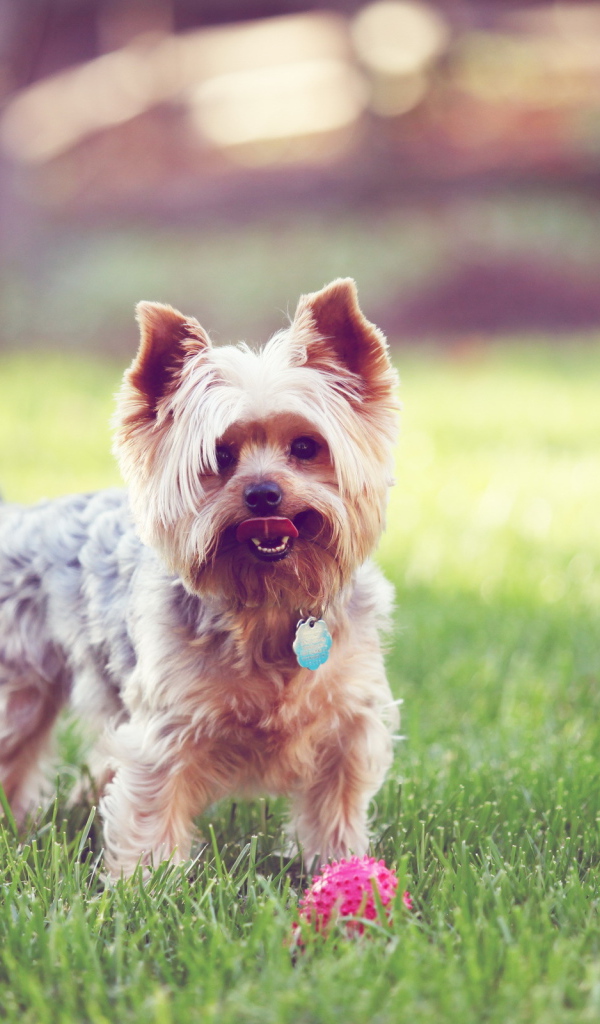 Терьер с мячиком на траве