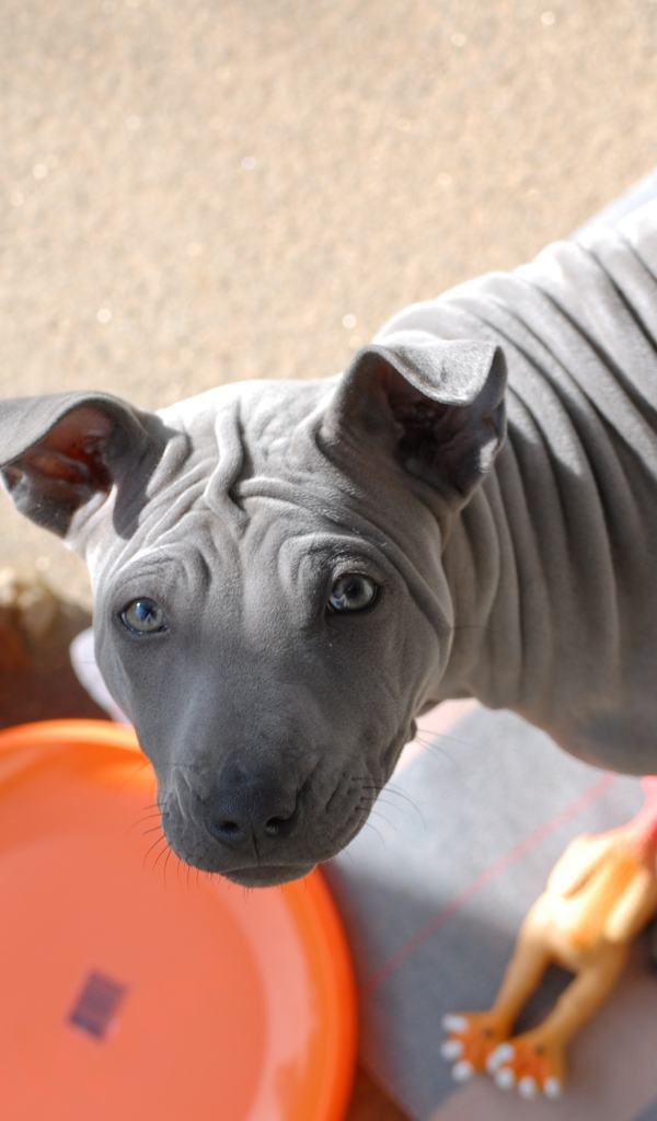 Тайский риджбек просит кушать