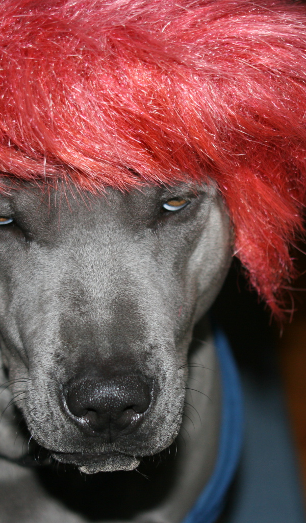 Тайский риджбек в парике