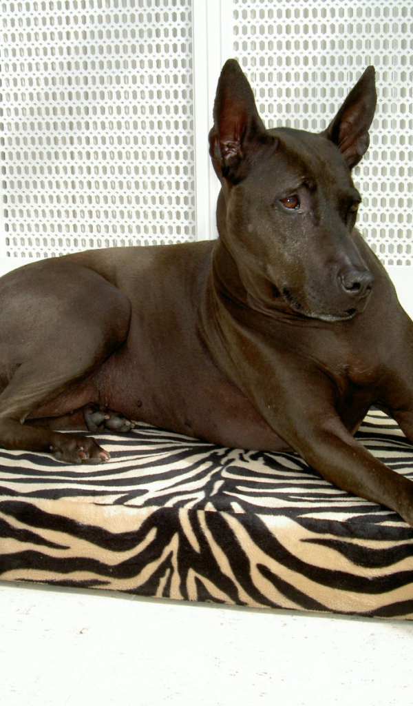 Тайский риджбек на подстилке