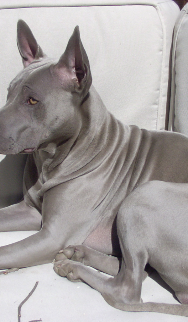 Тайский риджбек на диване