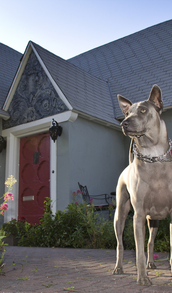 Тайский риджбек охраняет дом