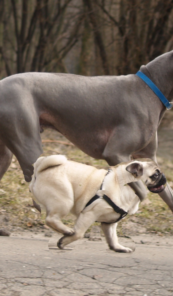 Тайский риджбек наперегонки с мопсом