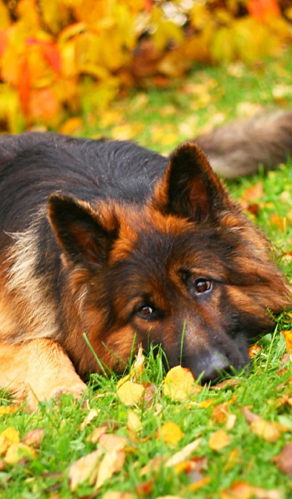 Немецкая овчарка лежит среди осенних листьев