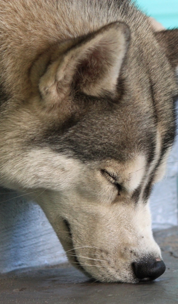 Собака Хаски спит