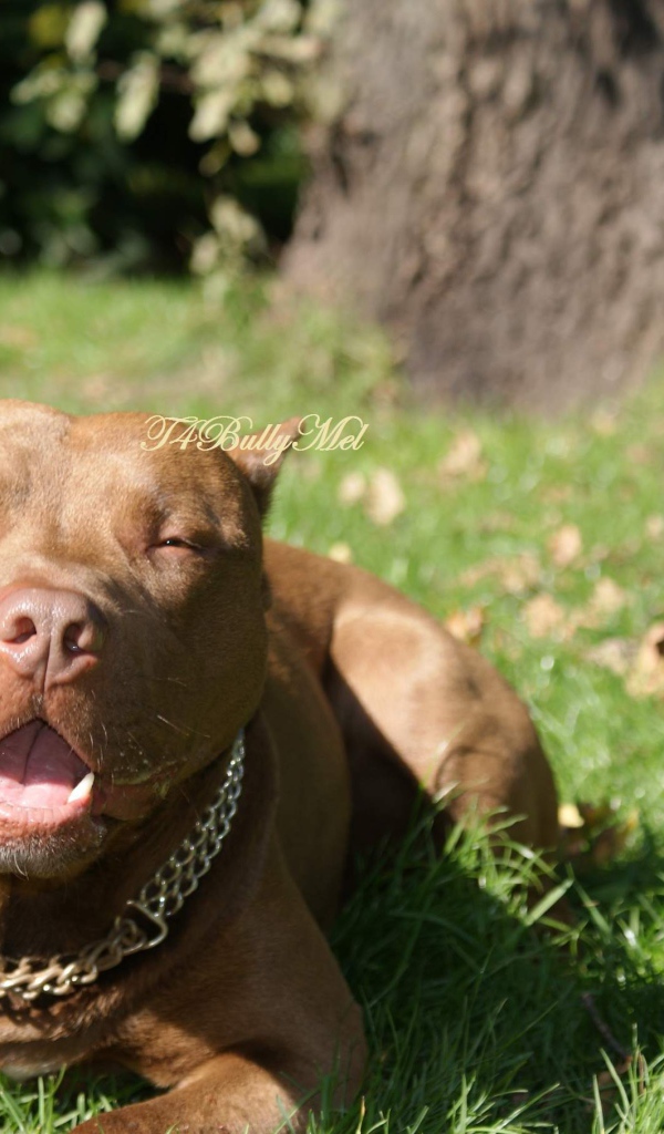 Питбуль лежит на траве