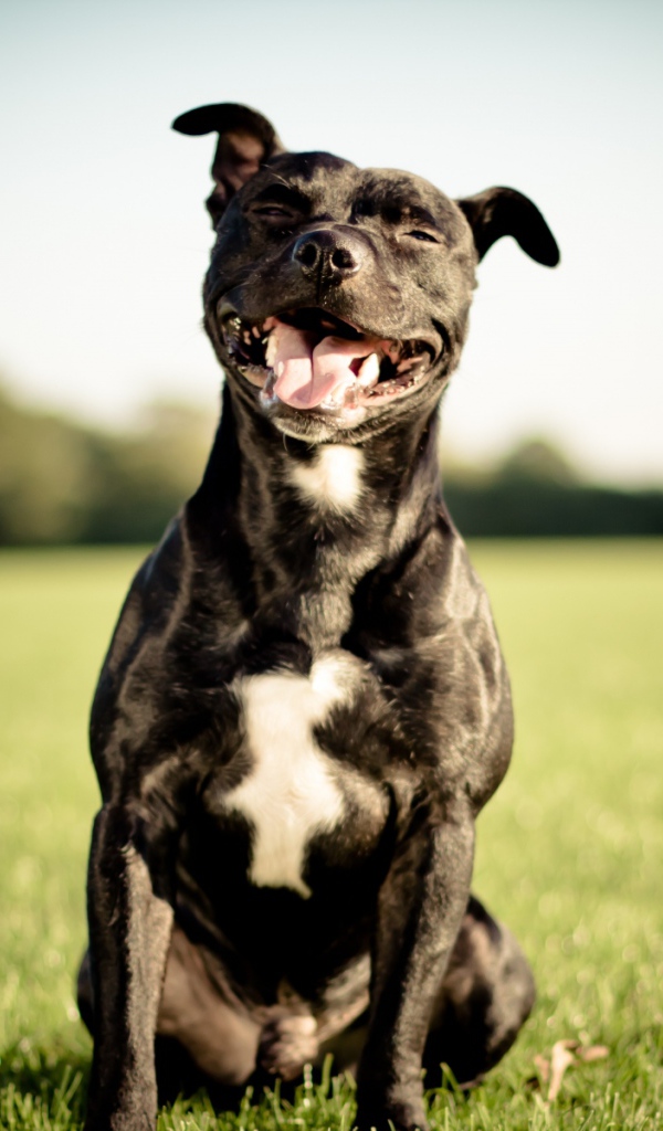 Питбуль улыбается