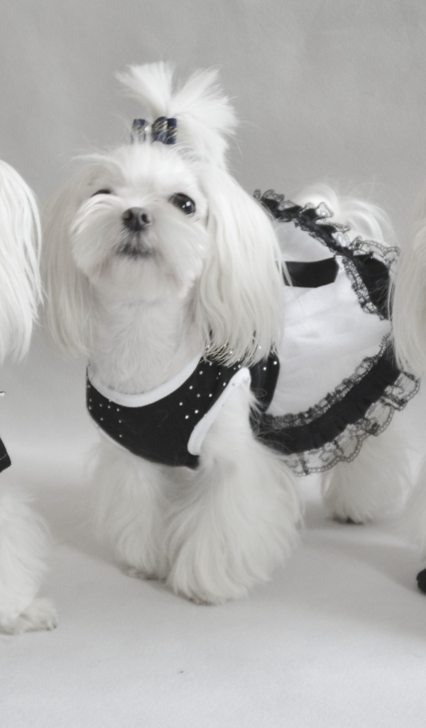 Три мушкетера болонки