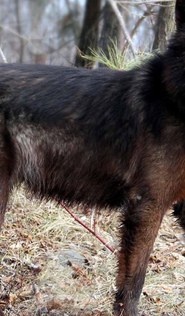 Дикая собака