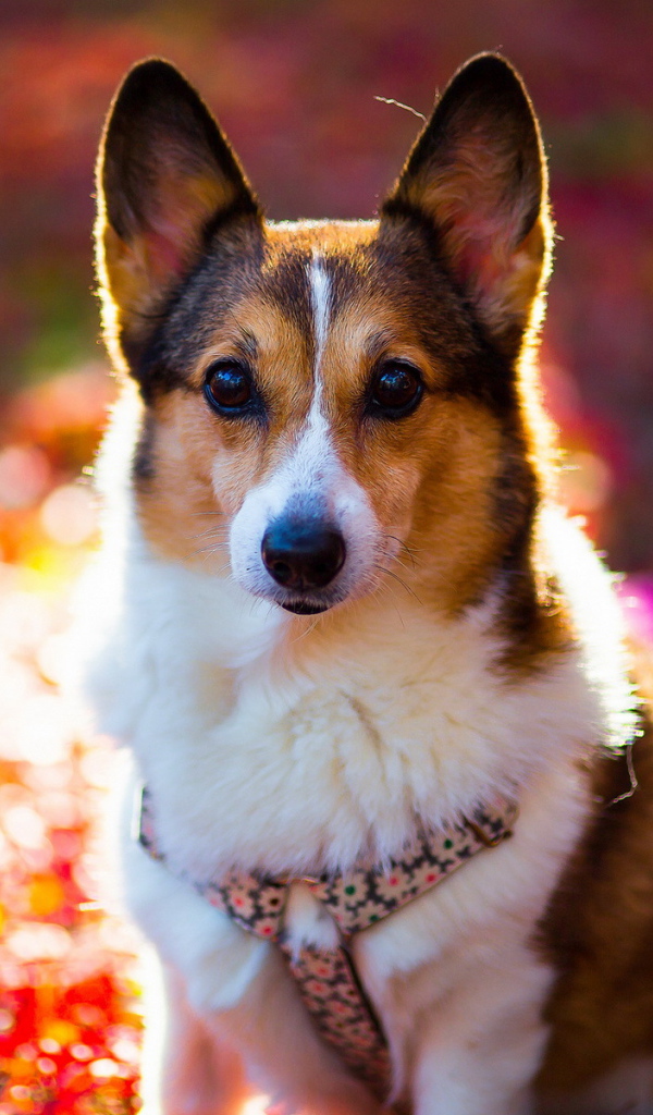 Внимательный взгляд друга