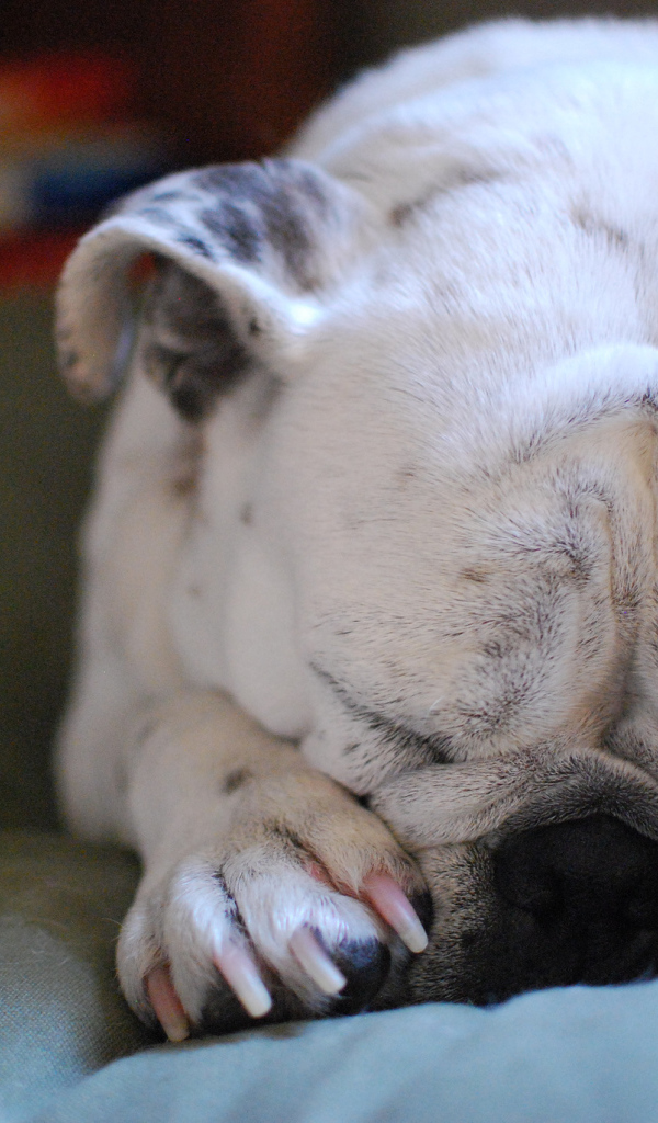 Бульдог закрыл морду лапами