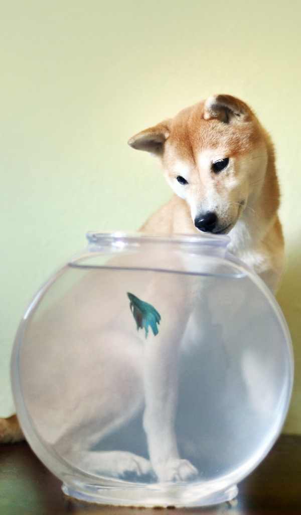 Собака у аквариума