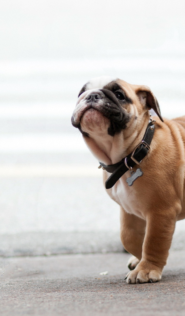 Собака на прогулке