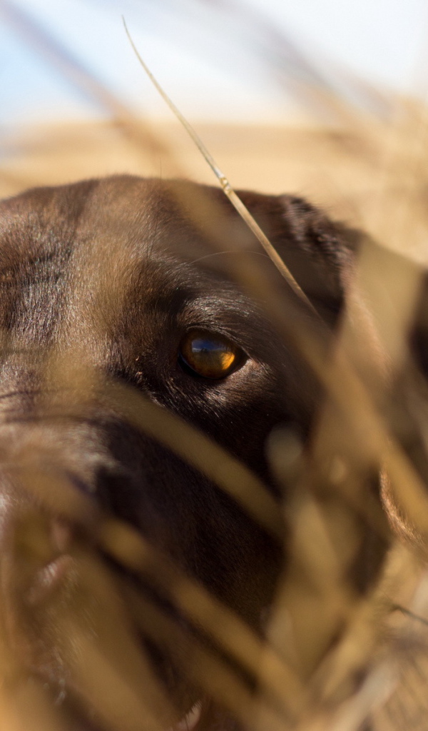 Собака спряталась в траве