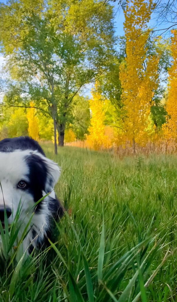 Собака в осеннем парке