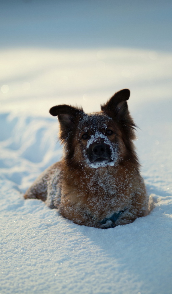 Собака в глубоком снегу