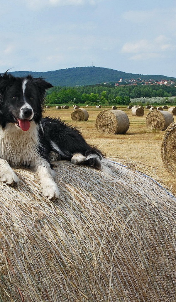 Собака на сене