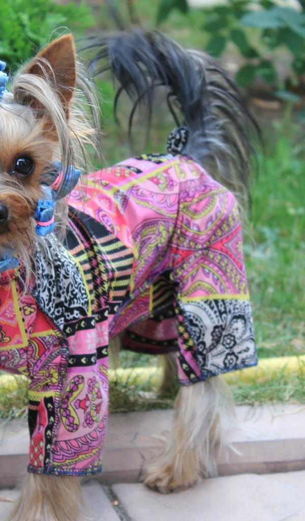 Собака в стильной одежде