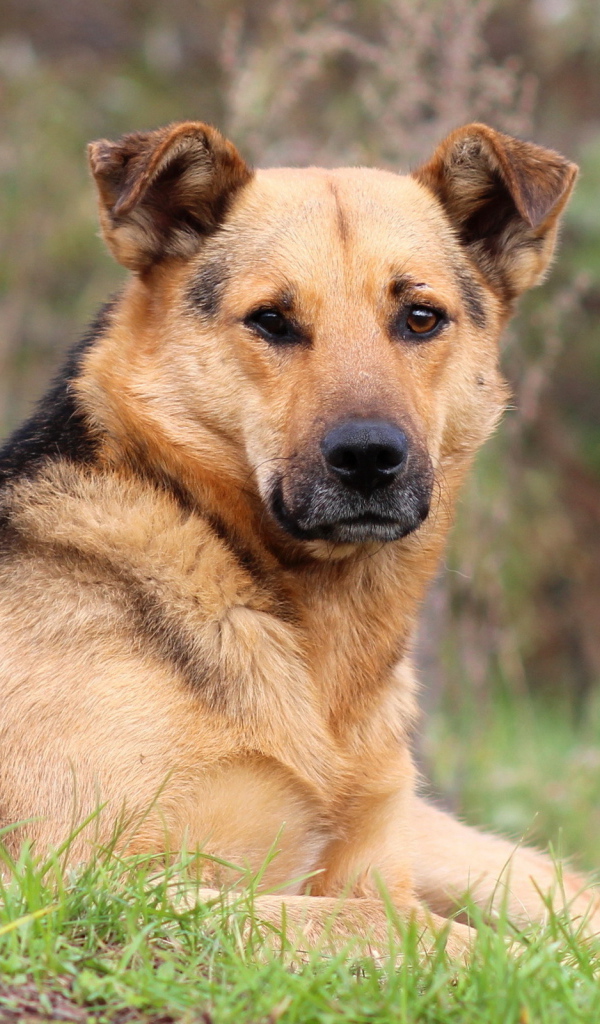 Собака лежит на траве