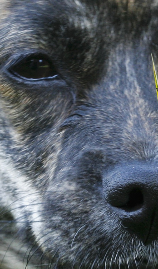 Собака смотрит на божью коровку