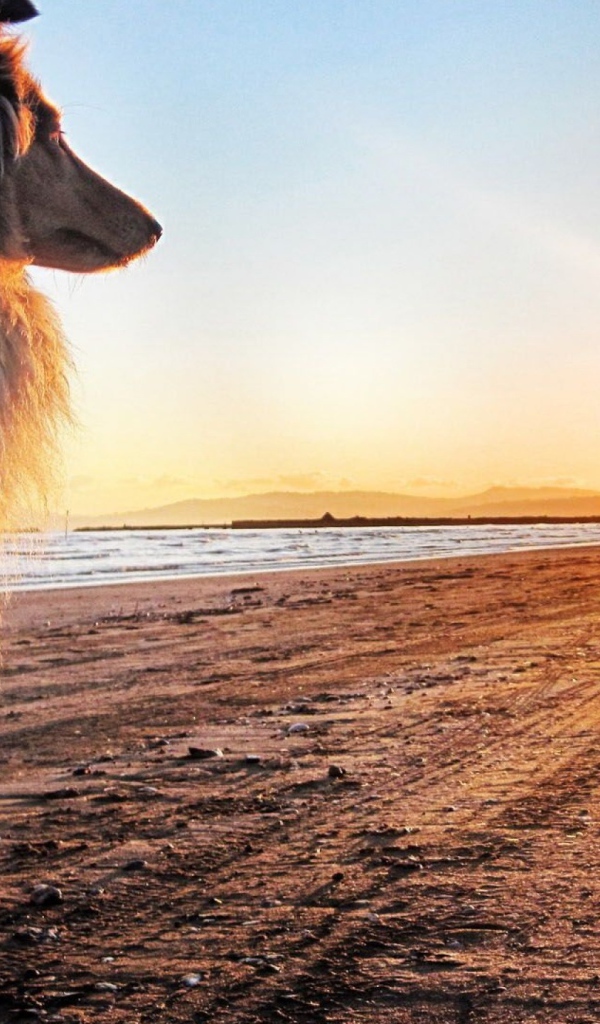 Собака смотрит на закат