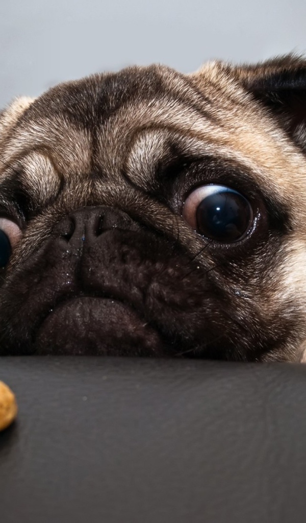 Собака смотрит на еду