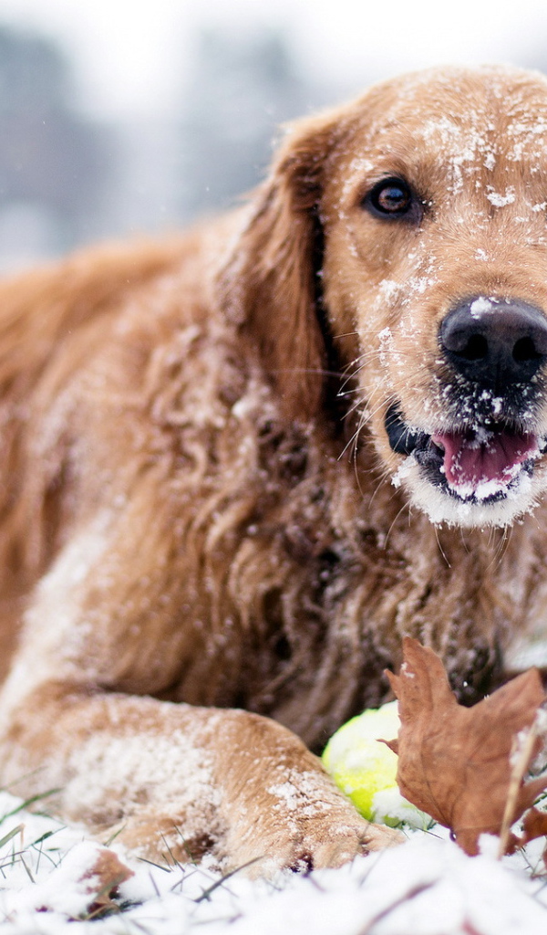 Собака лежит на снегу
