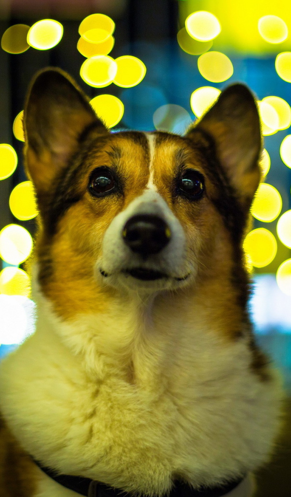 Собака на фоне огней