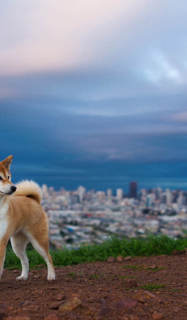 Собака на фоне города