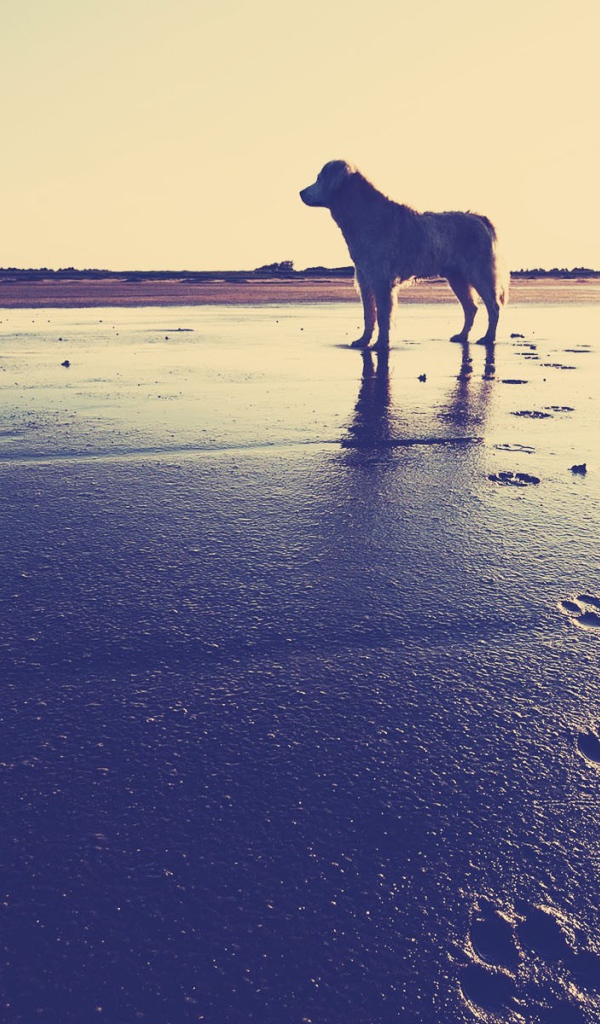 Собака на пляже