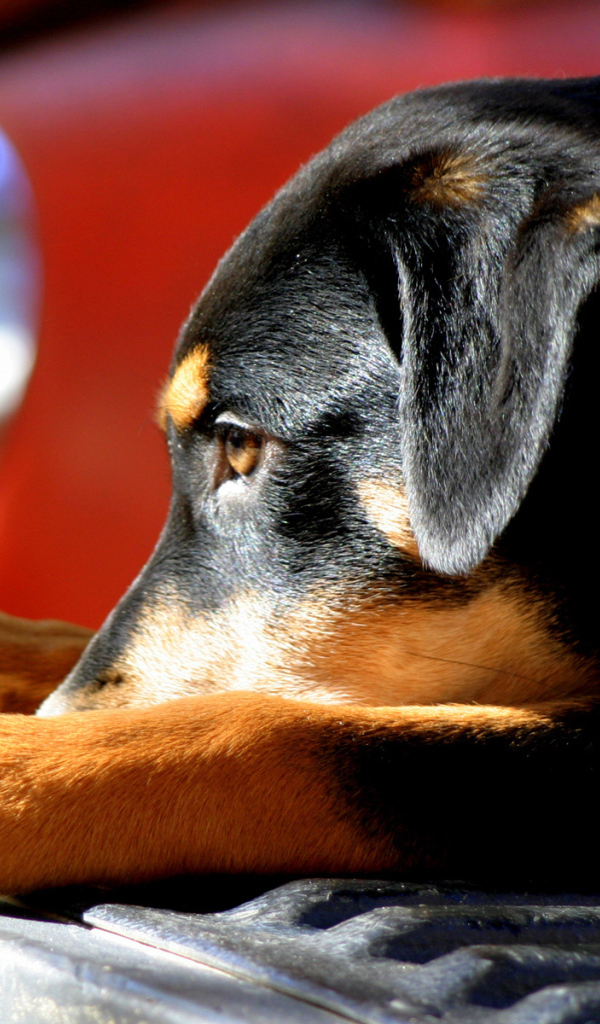 Собака на бампере