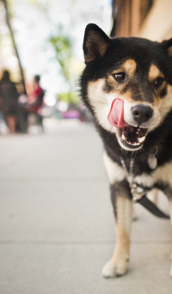 Собака на улице