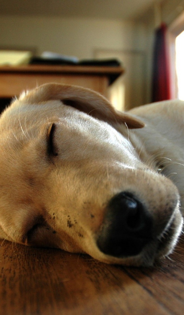 Собака спит на полу