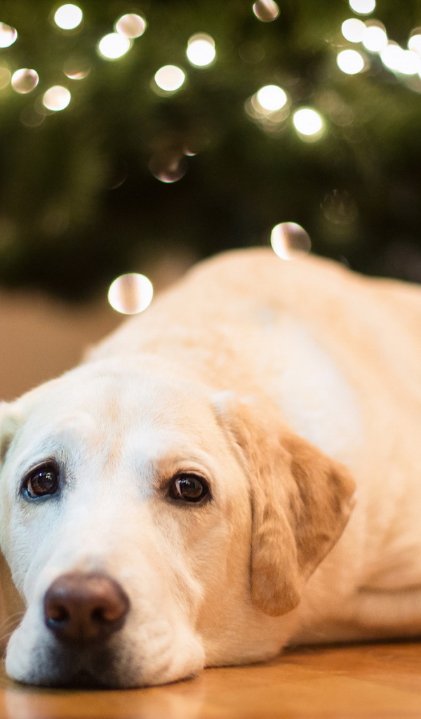 Собака под елкой