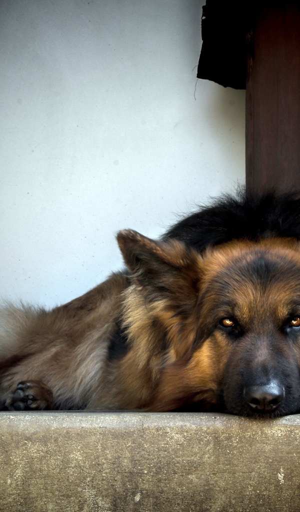 Собака ждет хозяина