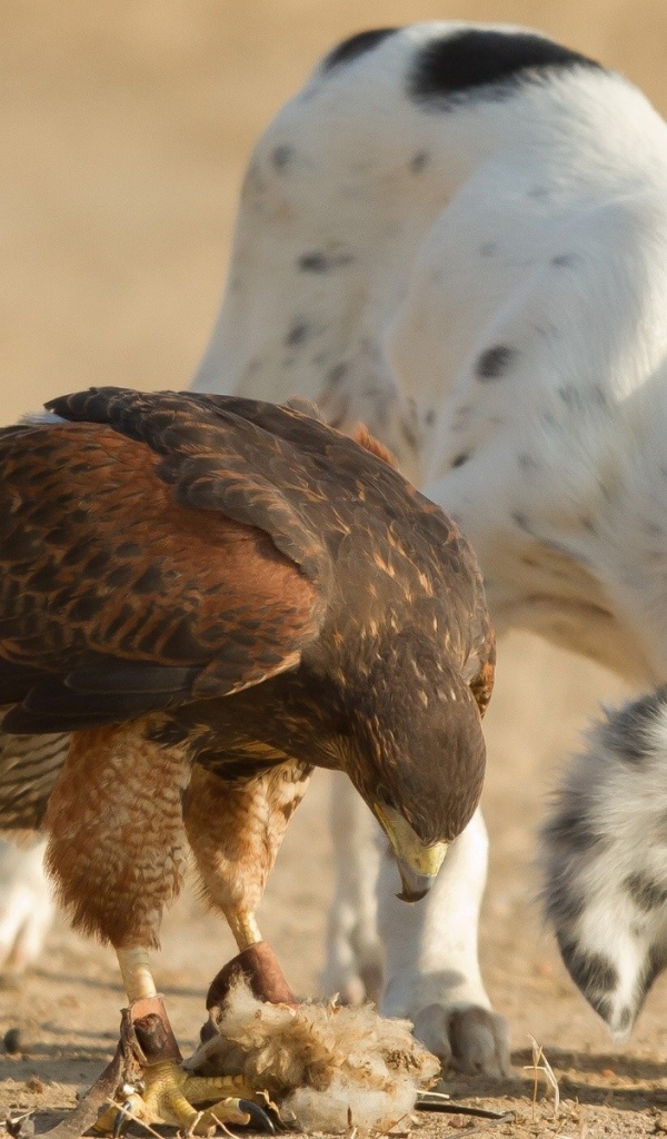 Собака тоже хочет кушать