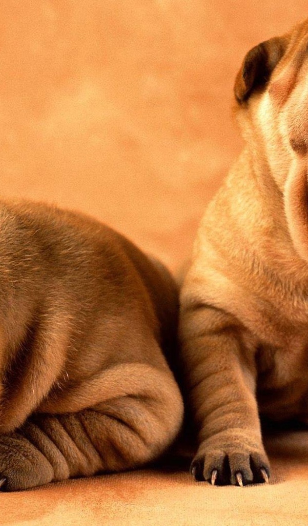 Собака хочет спать