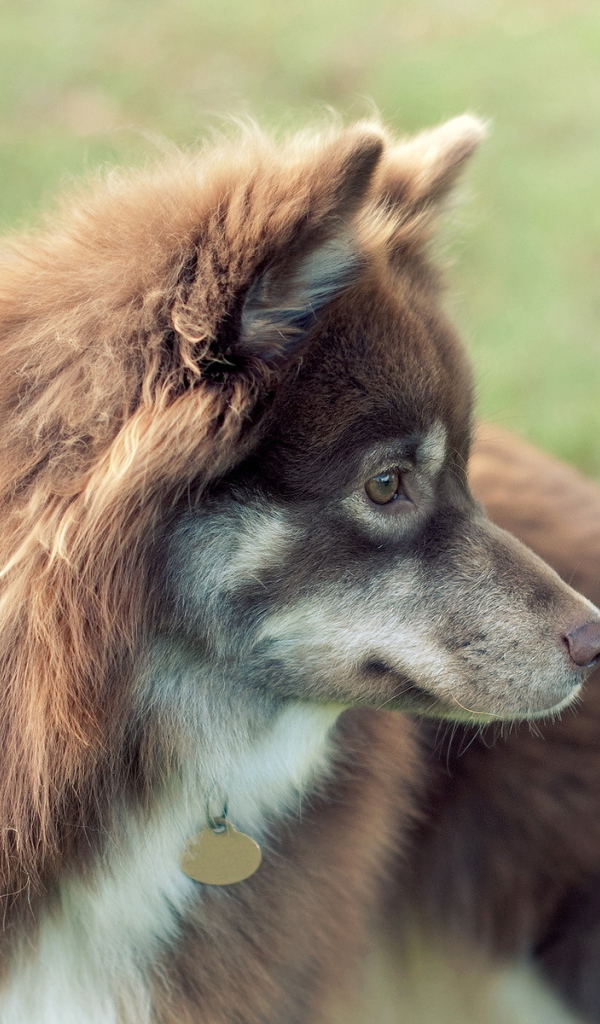 Собака с жетоном