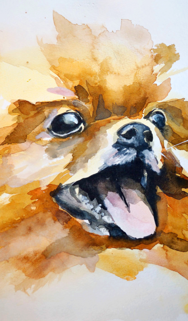 На рисунке шпиц