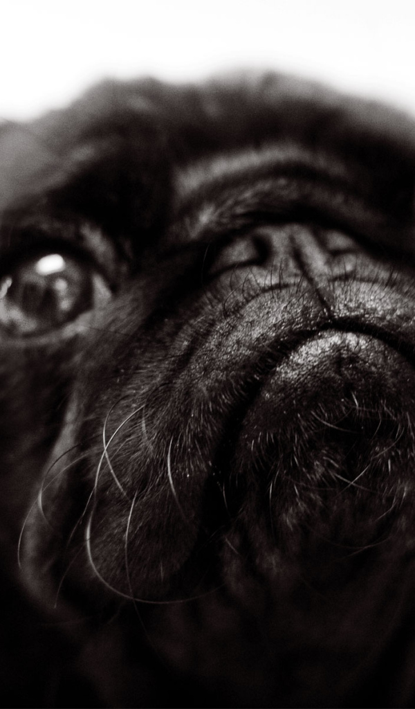 Морда черной собаки