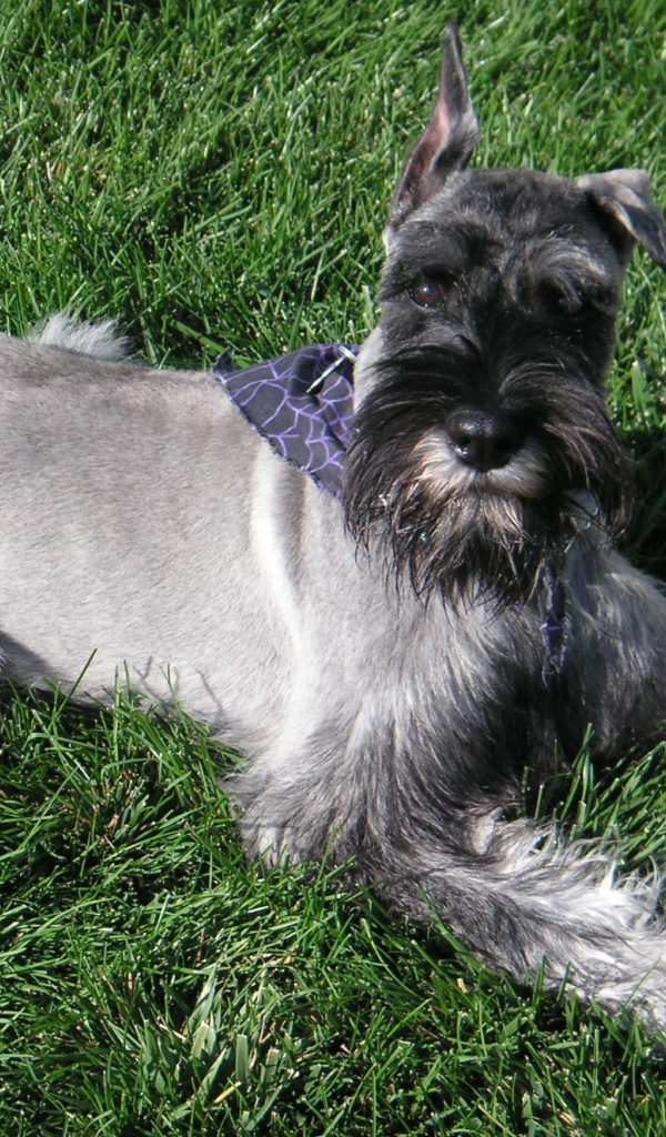 Девятимесячный шнауцер на траве