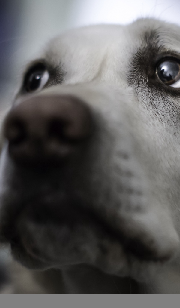 Взгляд собаки
